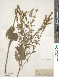 Solidago sphacelata image