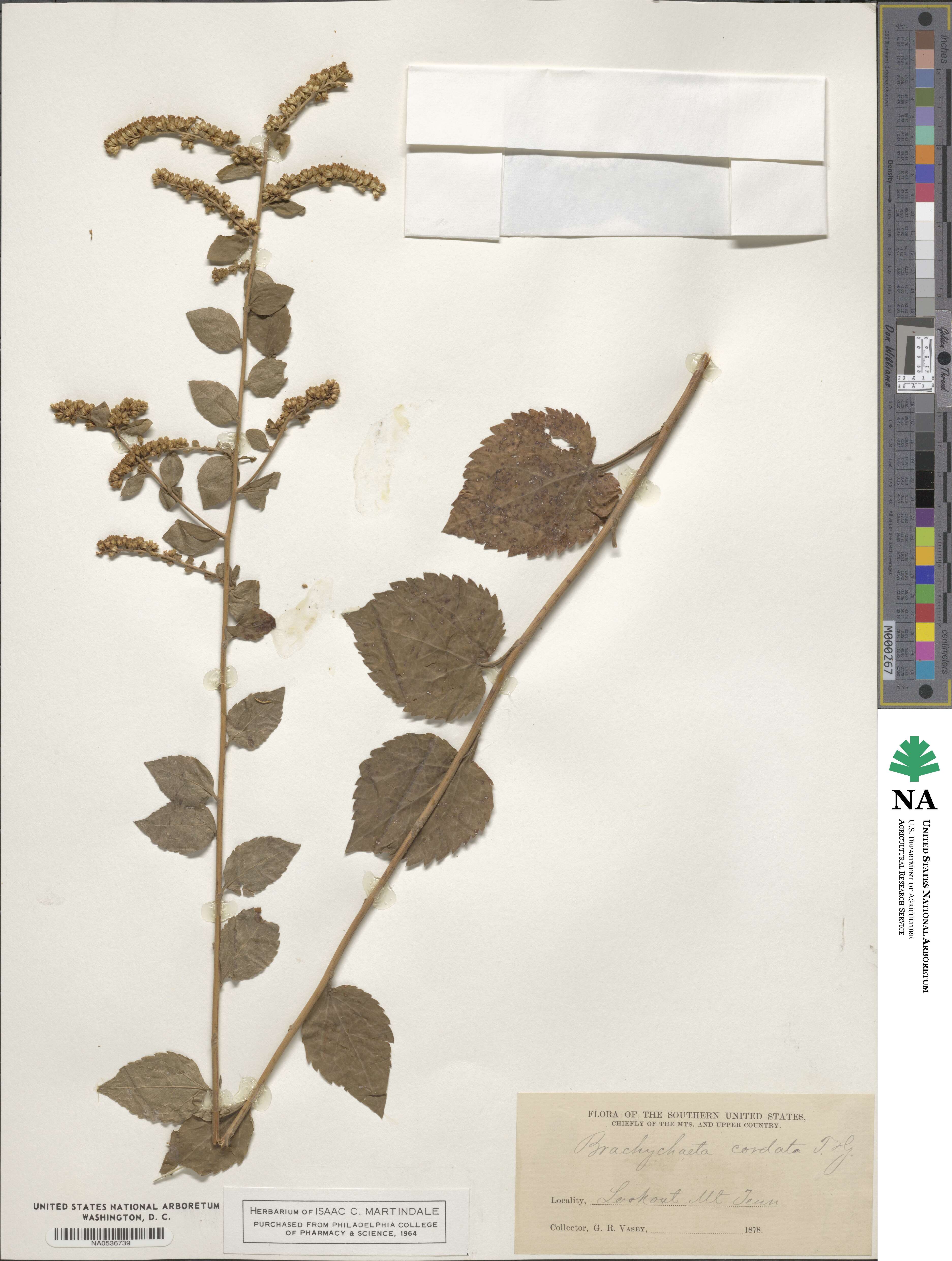 Solidago sphacelata image