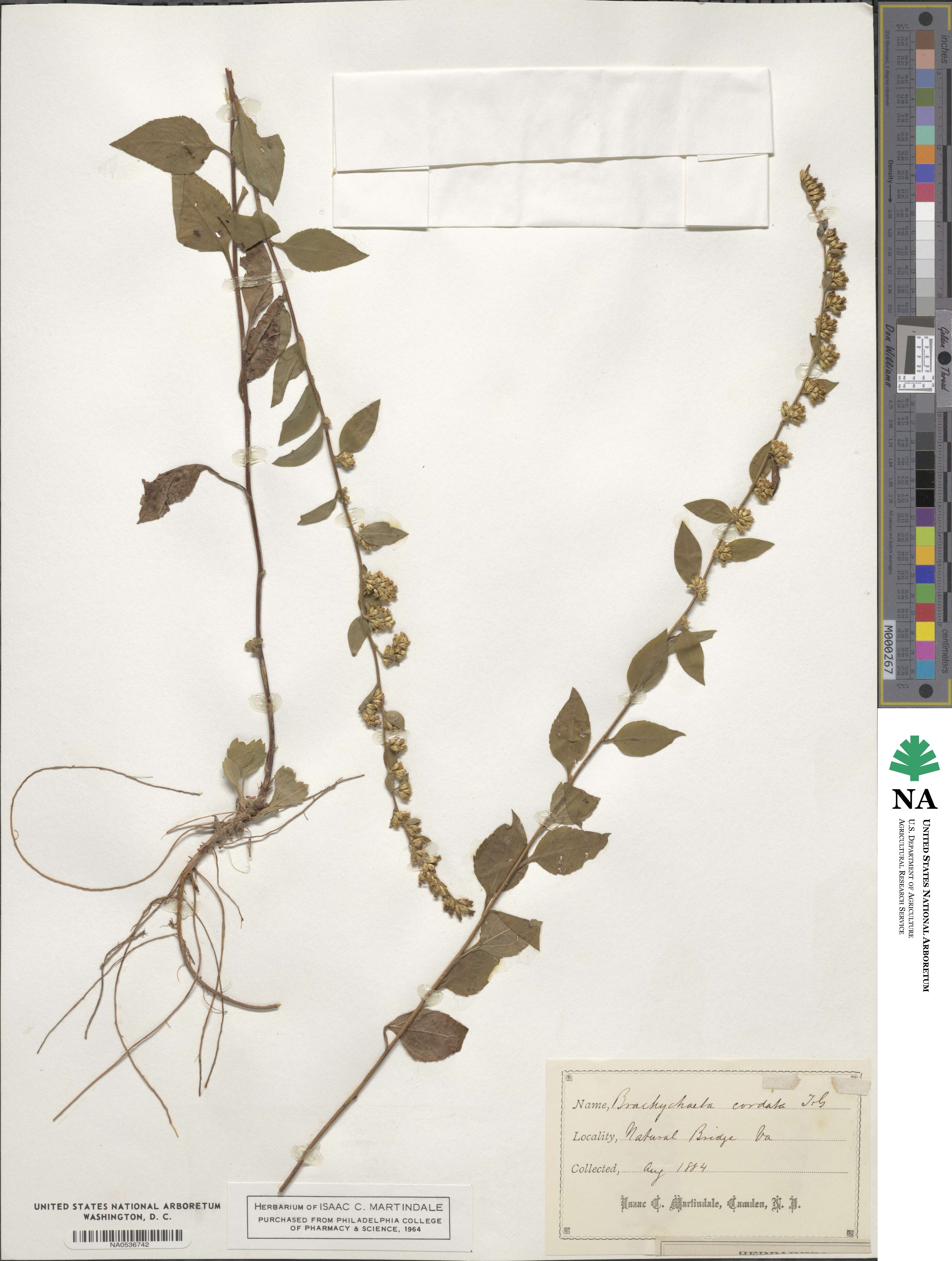 Solidago sphacelata image