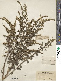 Solidago sphacelata image