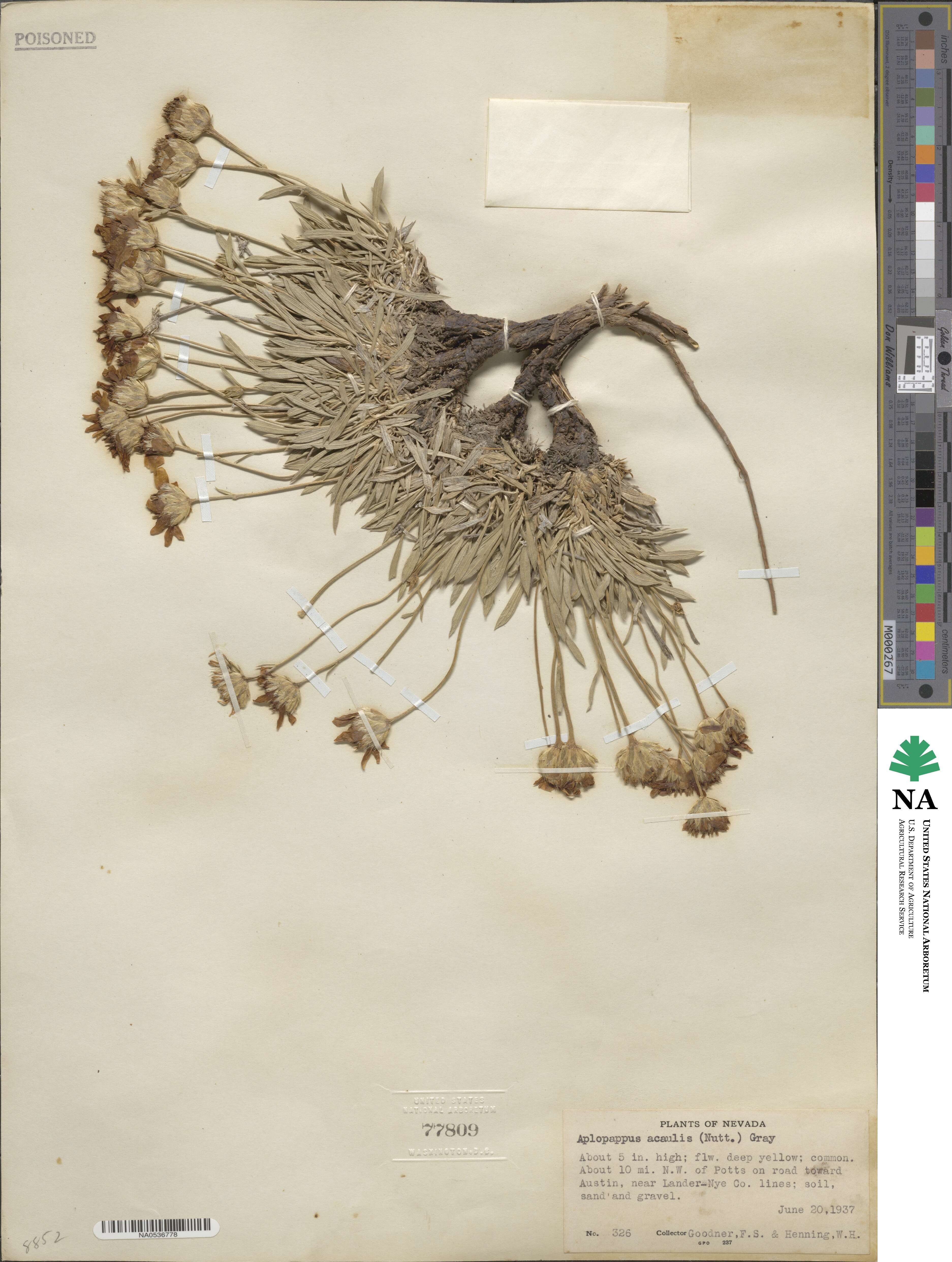 Stenotus image