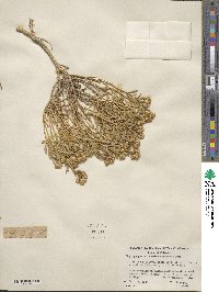 Isocoma acradenia image