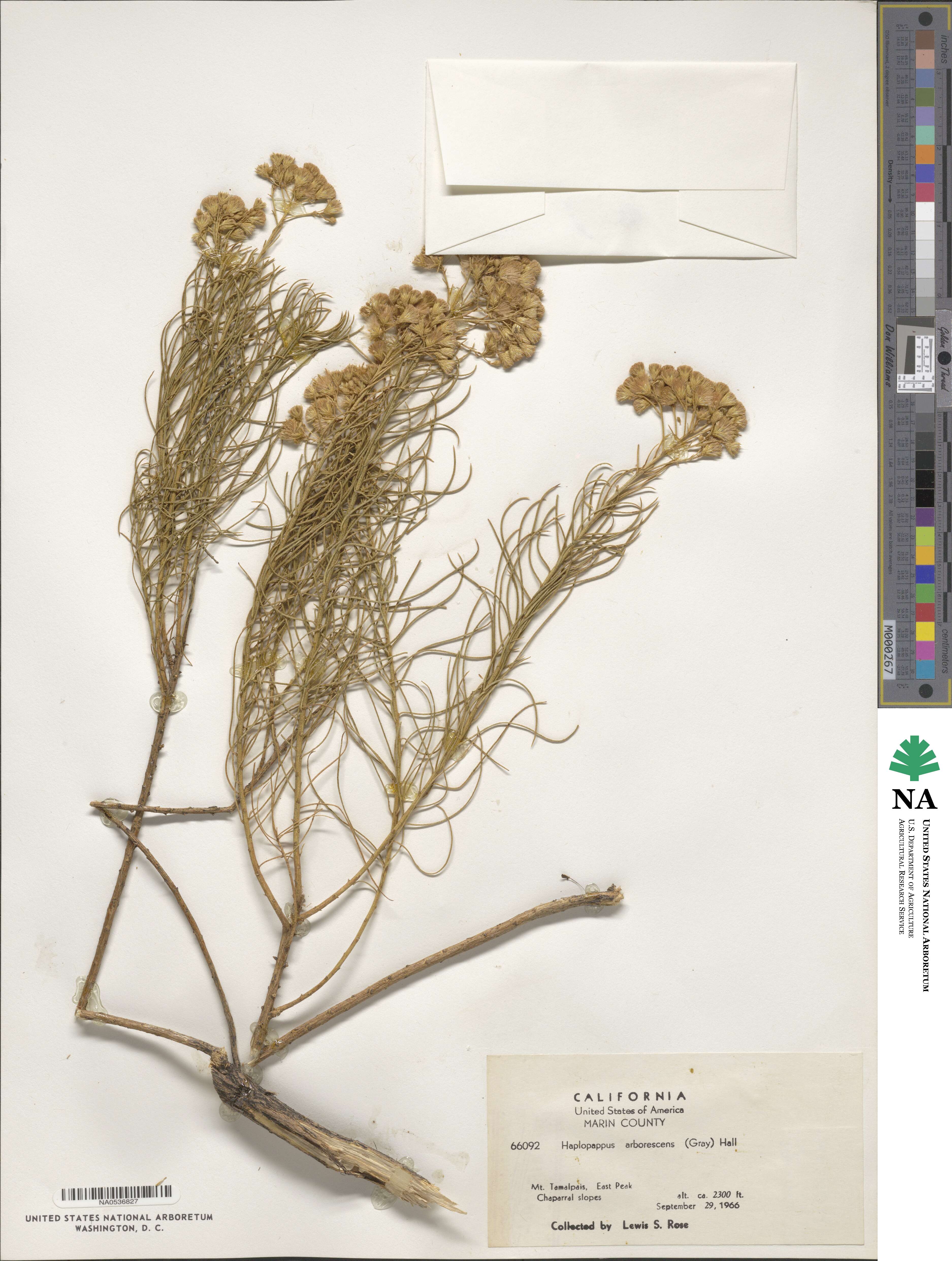 Ericameria arborescens image