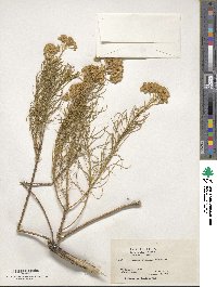 Ericameria arborescens image