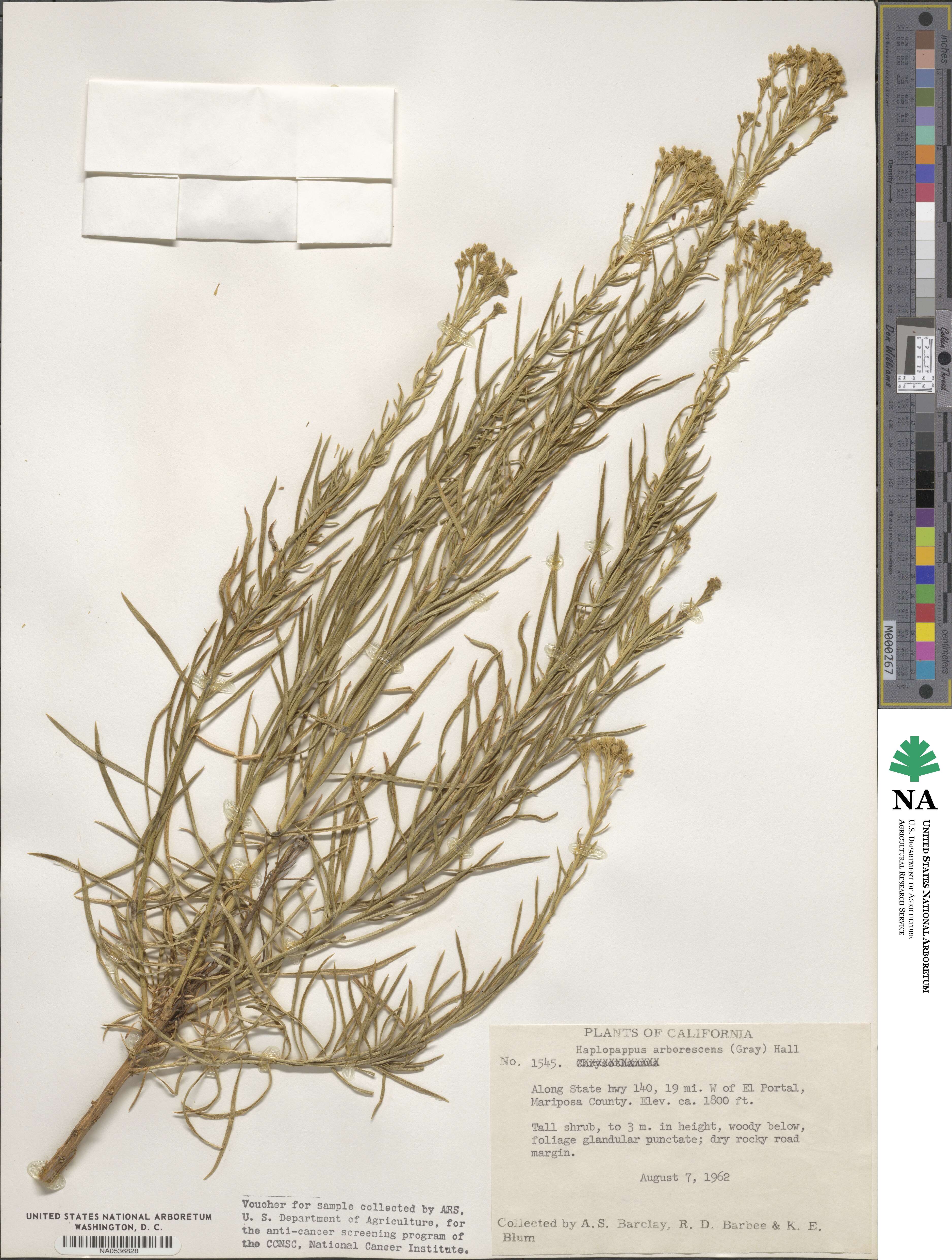 Ericameria arborescens image