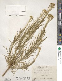 Ericameria arborescens image