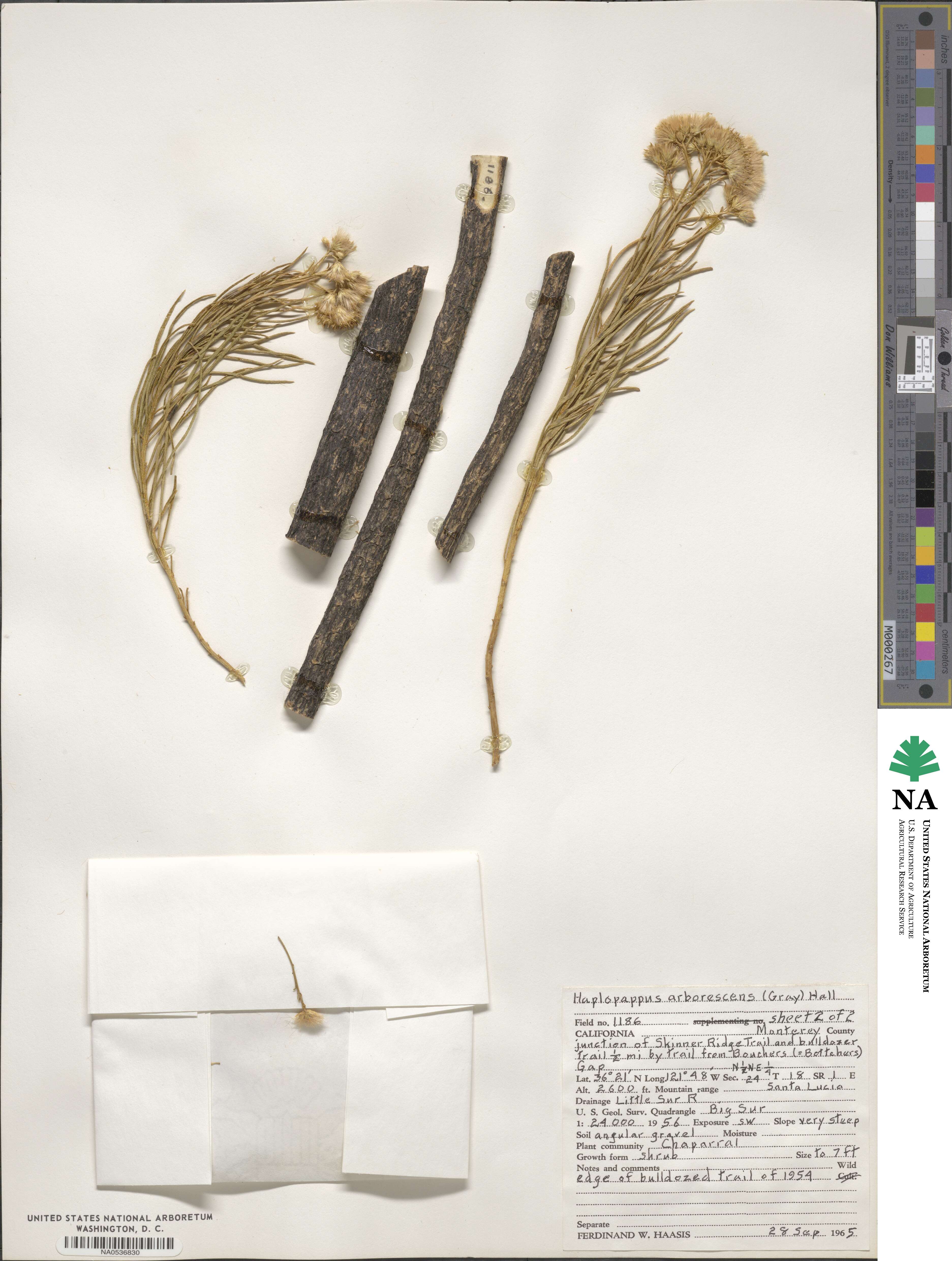 Ericameria arborescens image