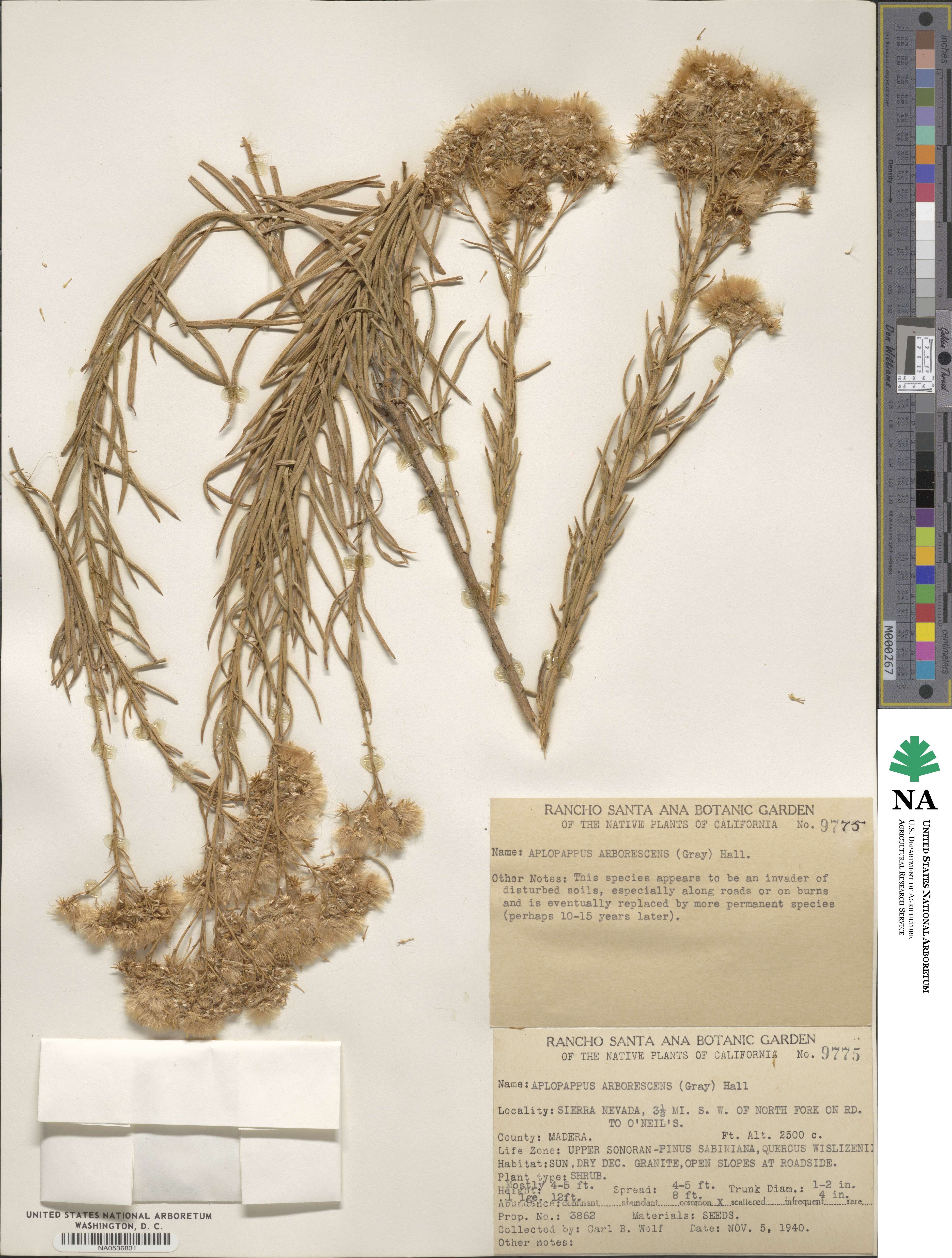 Ericameria arborescens image