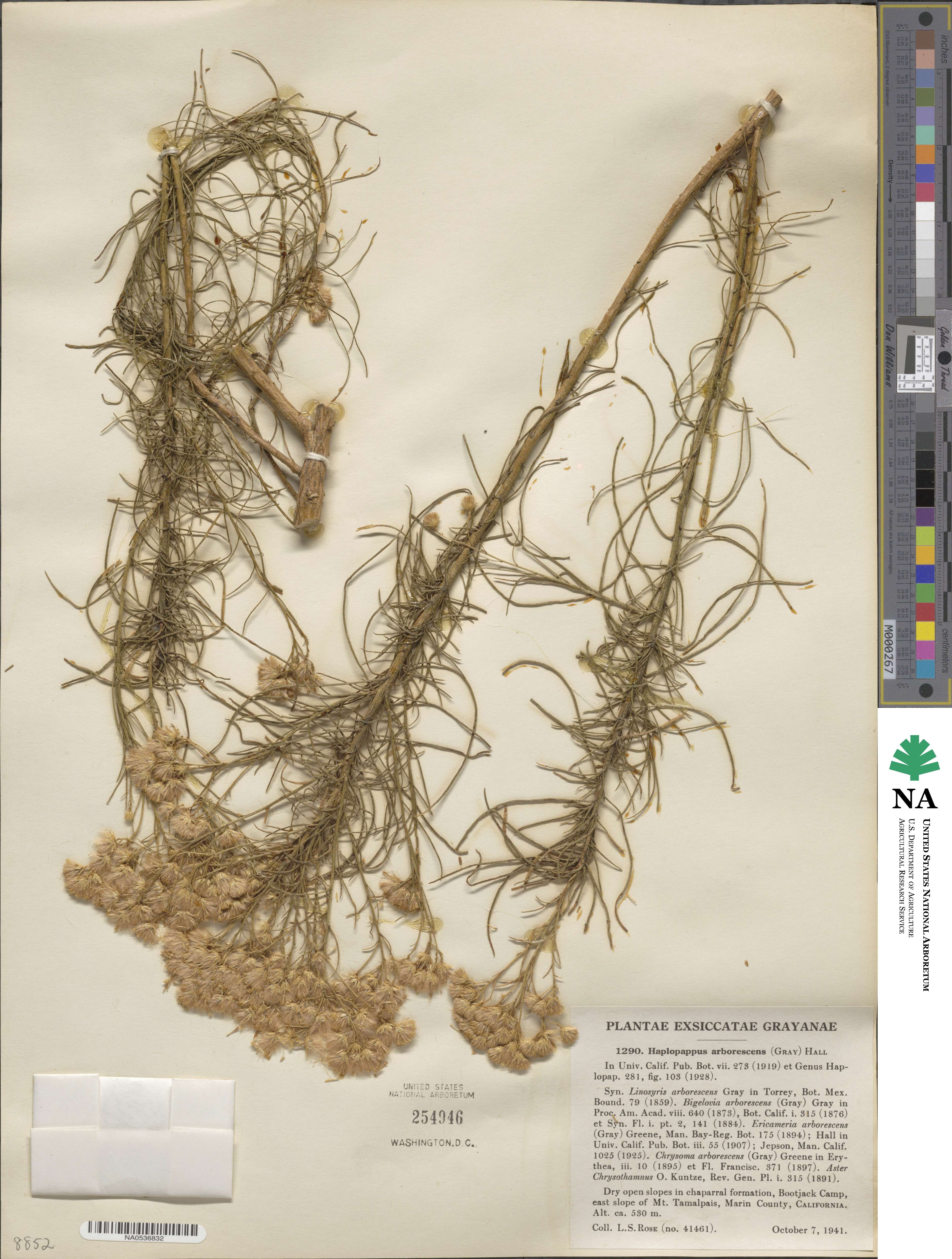 Ericameria arborescens image