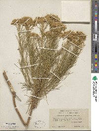 Ericameria arborescens image