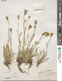 Haplopappus armerioides image