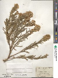 Ericameria bloomeri image