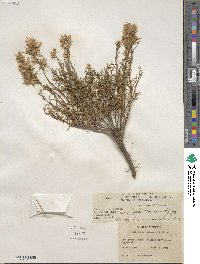 Ericameria bloomeri image