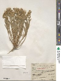 Ericameria bloomeri image