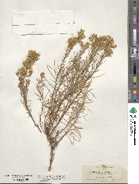 Ericameria bloomeri image