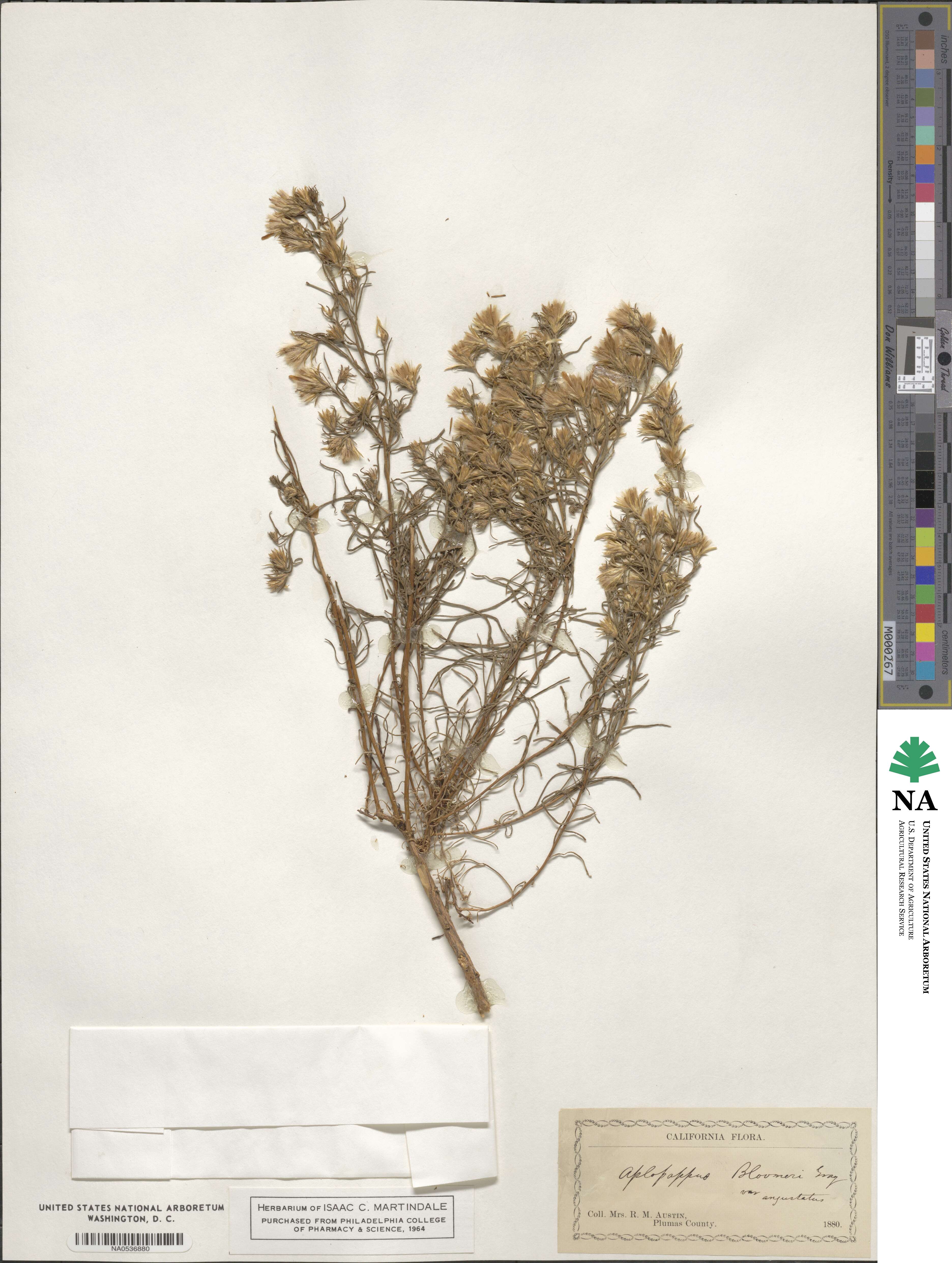 Ericameria bloomeri image