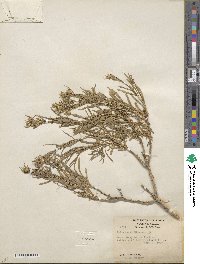 Ericameria compacta image