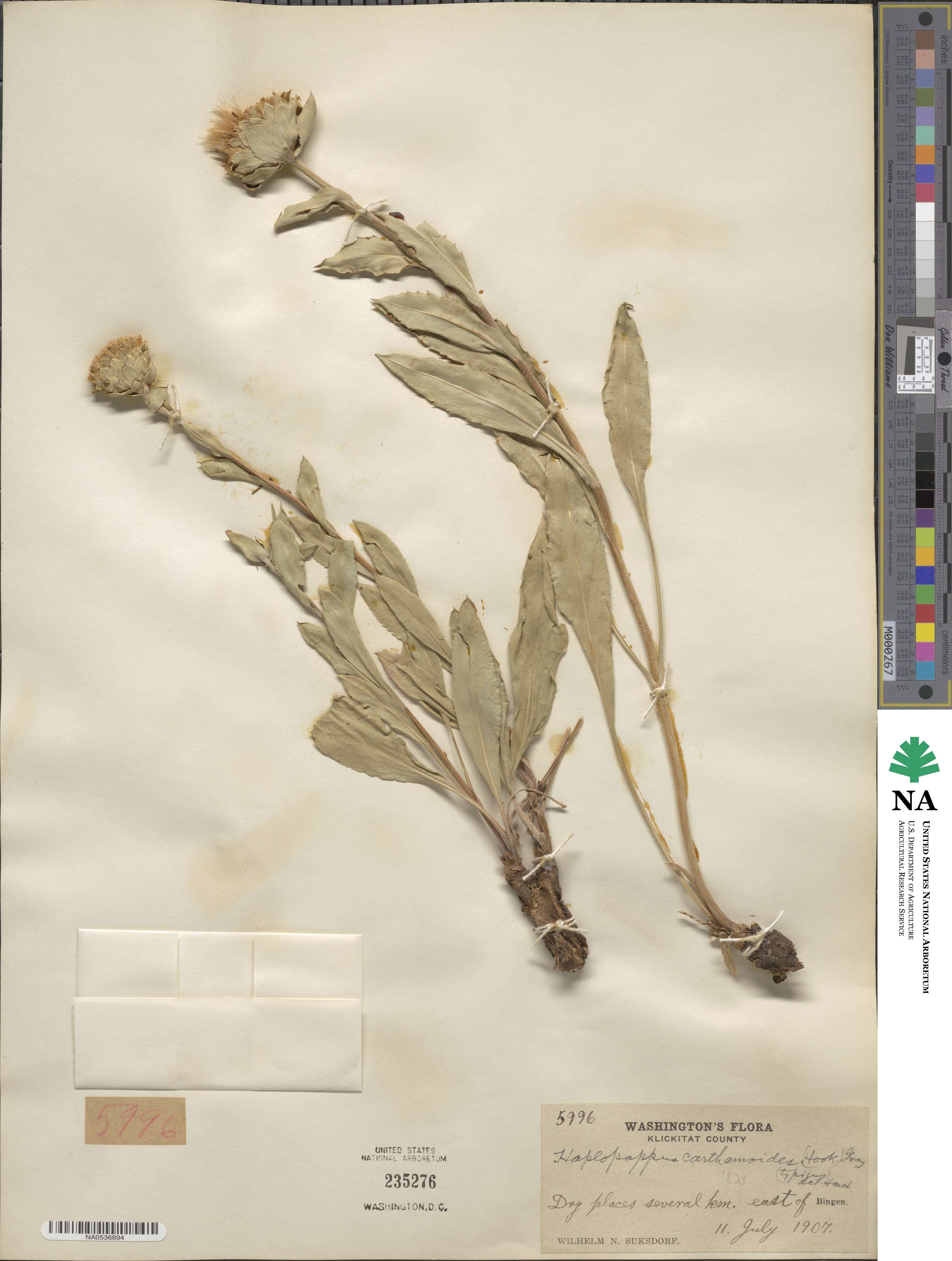 Pyrrocoma carthamoides image