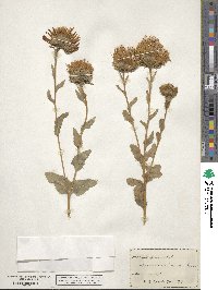 Grindelia ciliata image