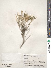 Ericameria cooperi image