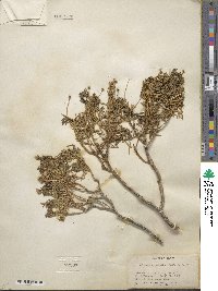 Ericameria cooperi image