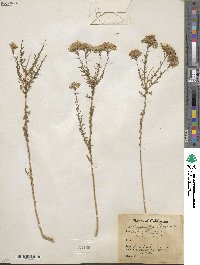 Ericameria cooperi image