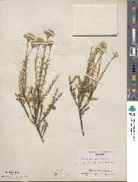 Ericameria cooperi image