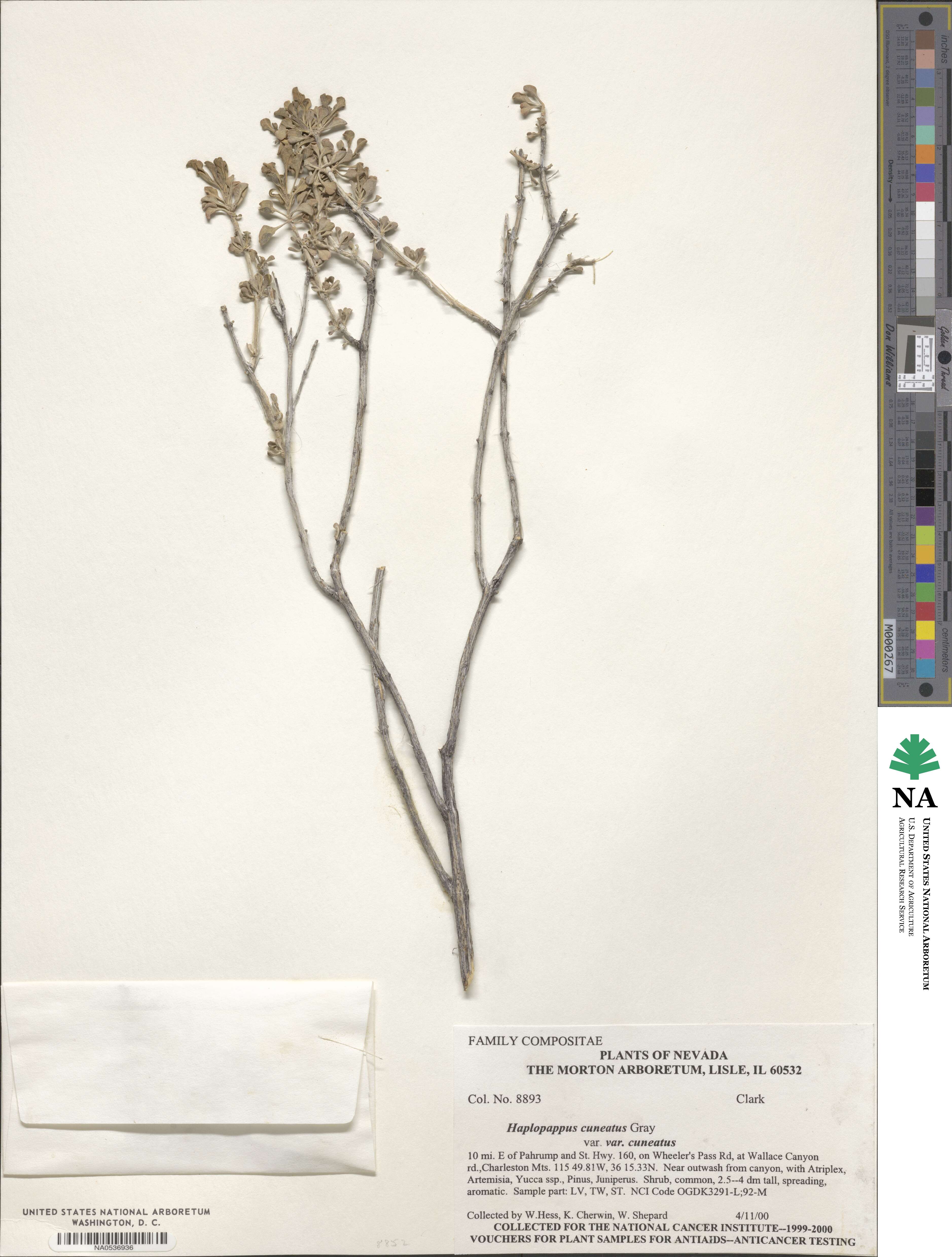 Ericameria cuneata image