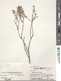 Ericameria cuneata image