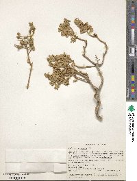 Ericameria cuneata image