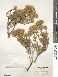 Ericameria cuneata image