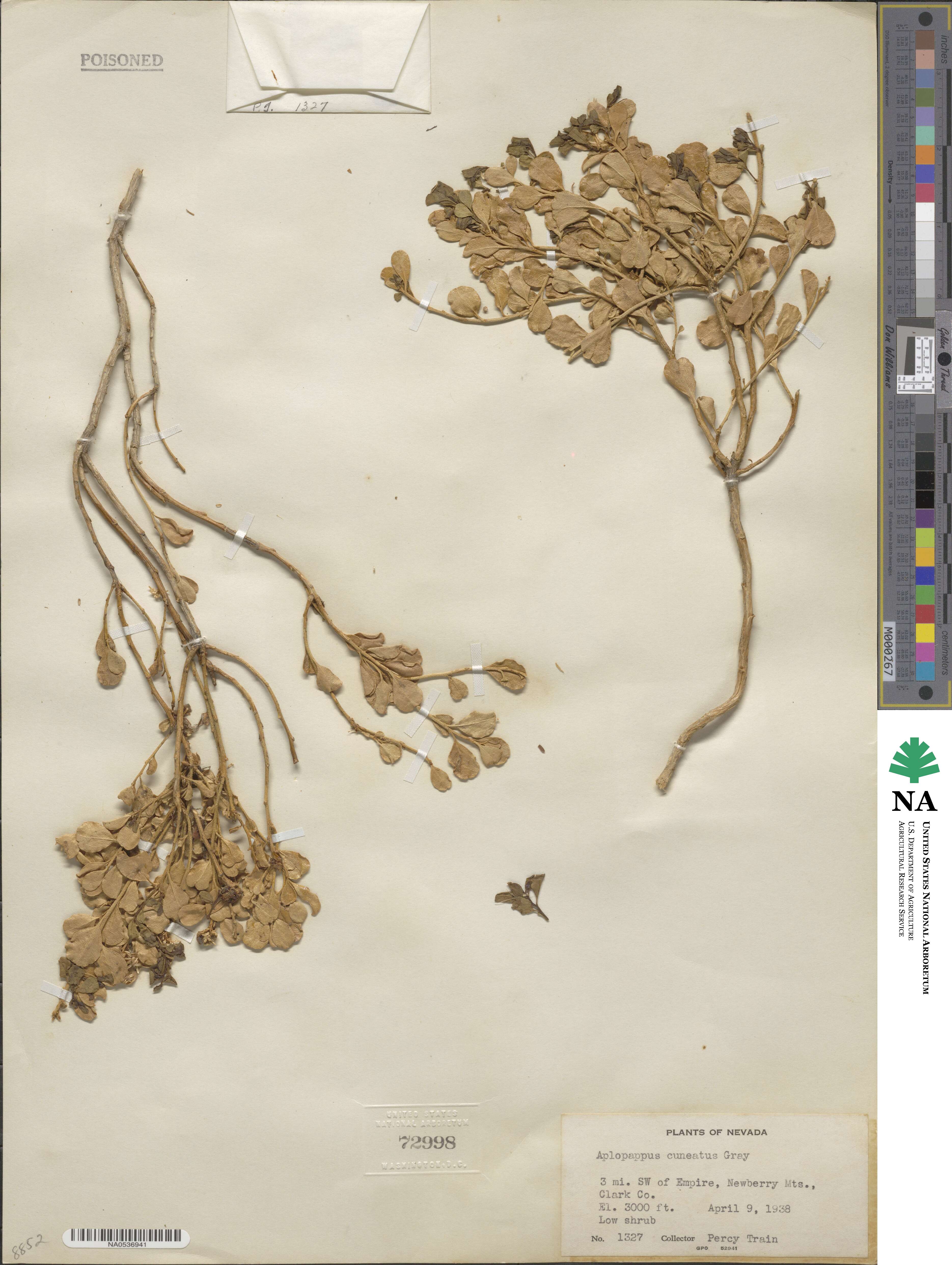 Ericameria cuneata image
