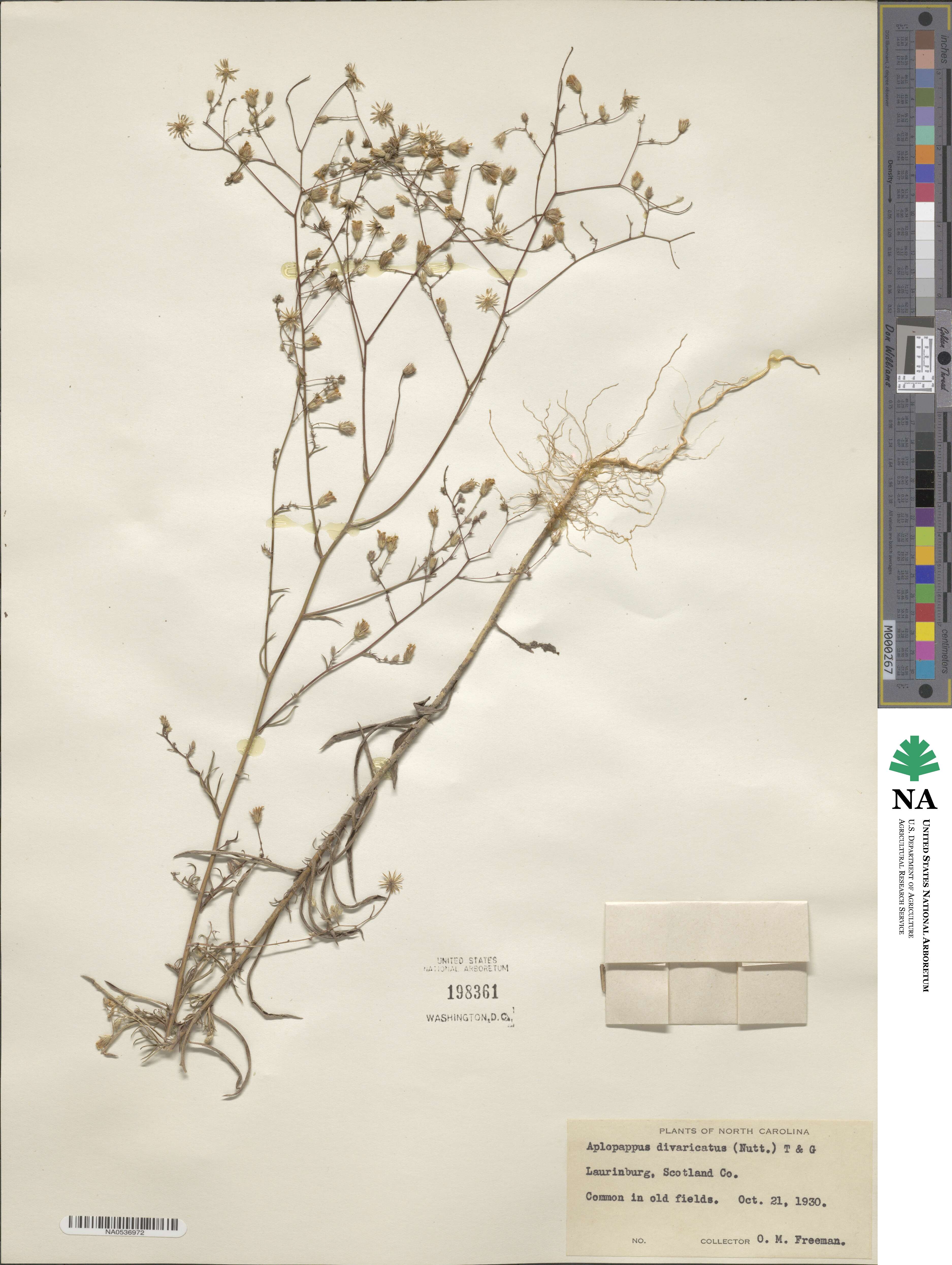 Croptilon divaricatum image