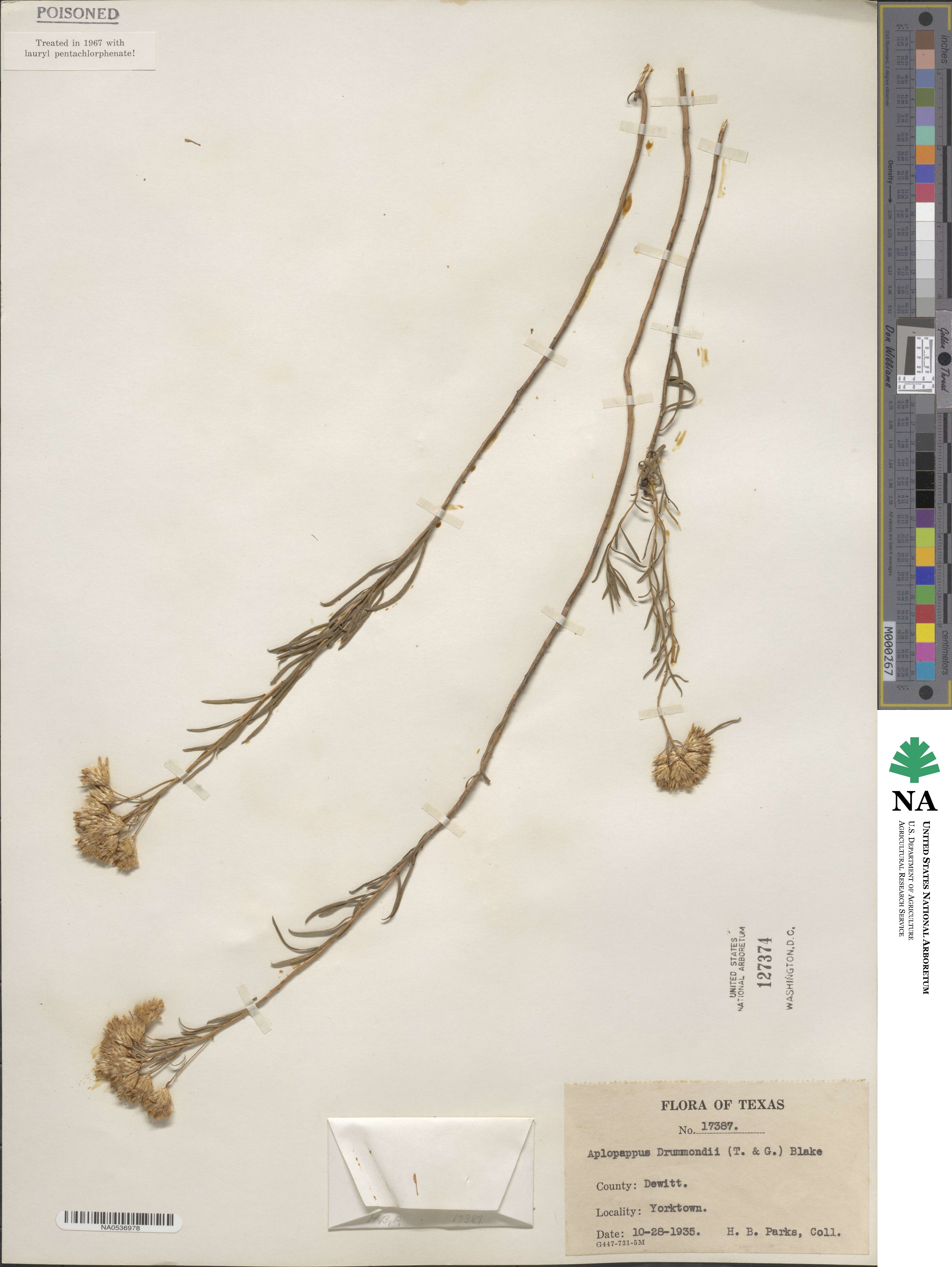 Isocoma drummondii image