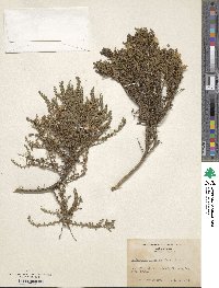 Ericameria ericoides image