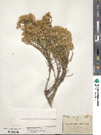 Ericameria ericoides image