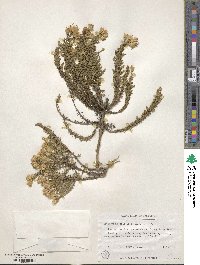 Ericameria ericoides image