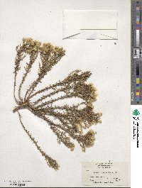 Ericameria ericoides image