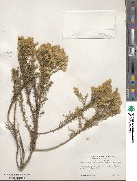 Ericameria ericoides image