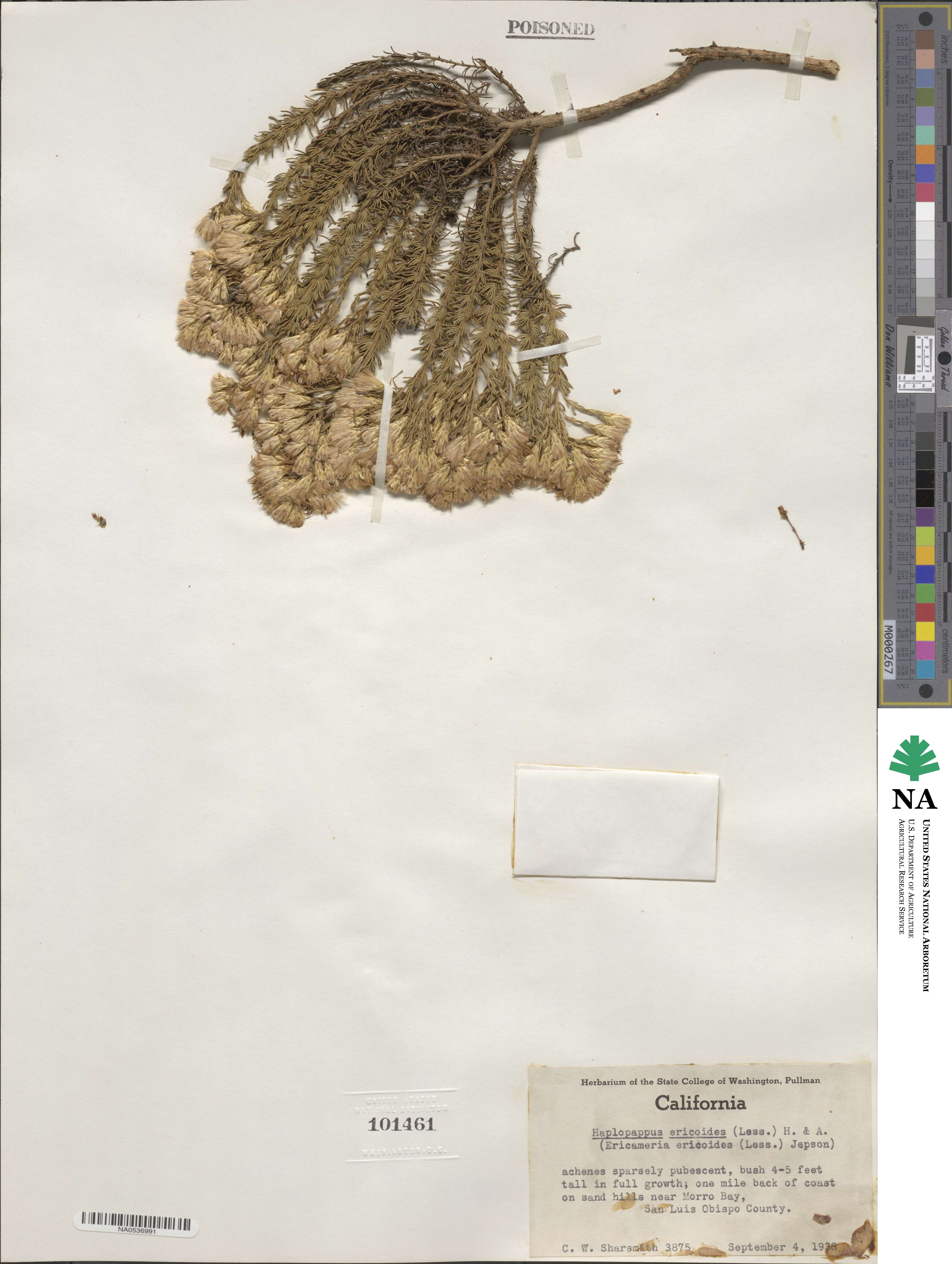 Ericameria ericoides image