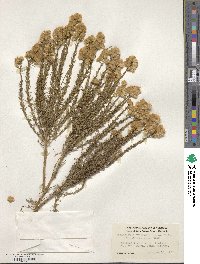 Ericameria ericoides image