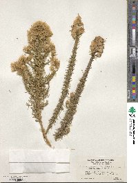 Ericameria ericoides image