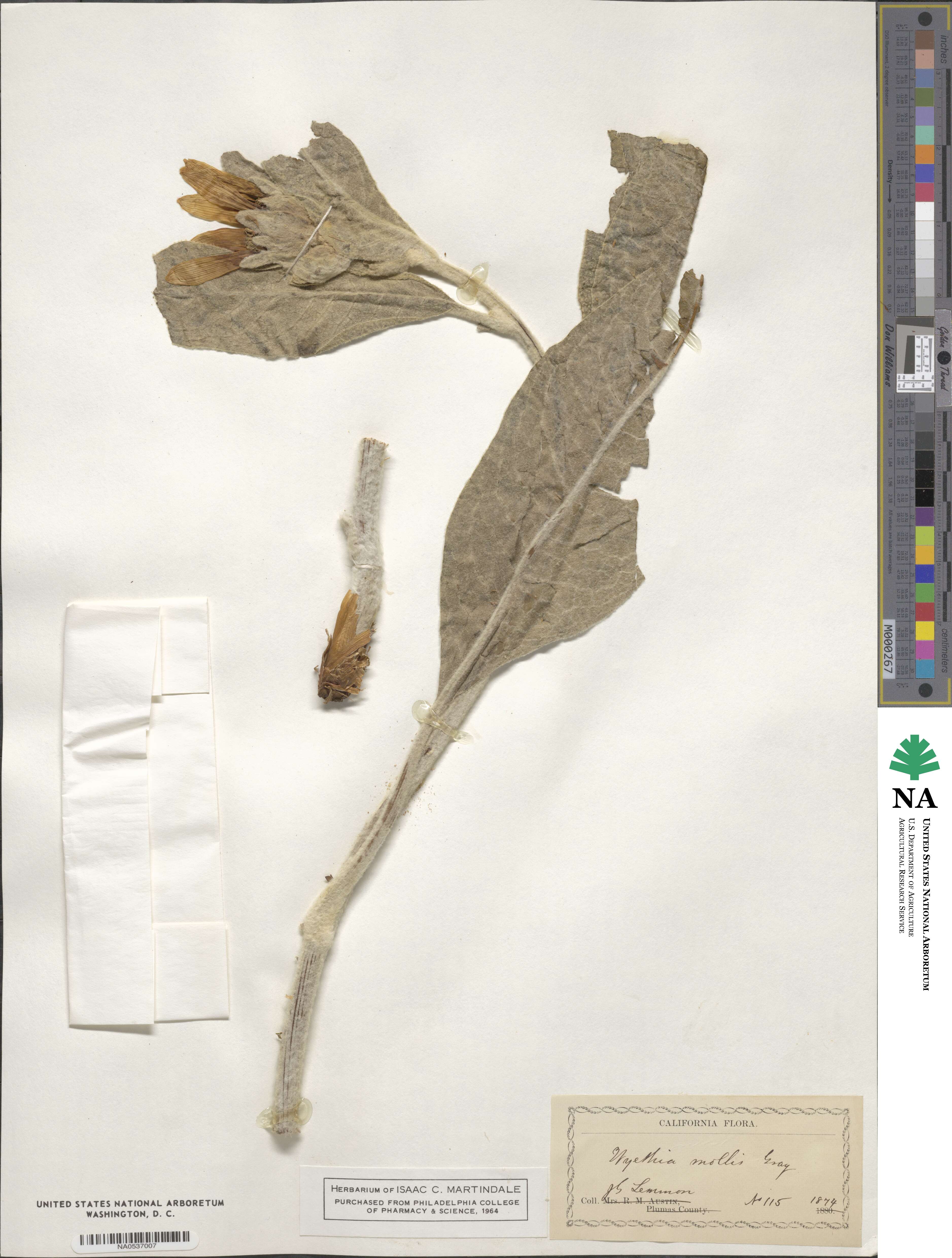 Wyethia mollis image