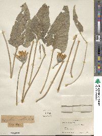 Wyethia mollis image