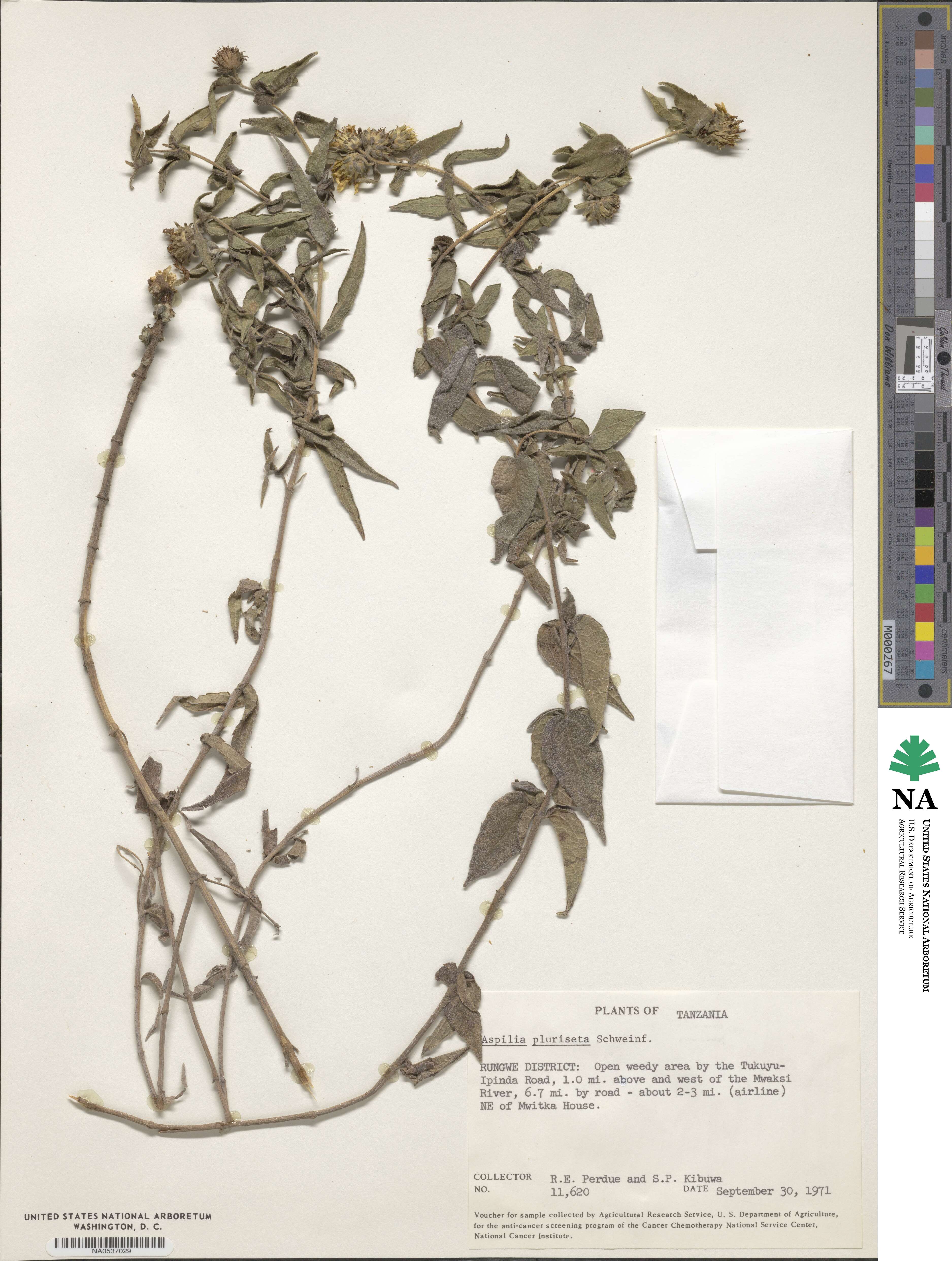 Aspilia image