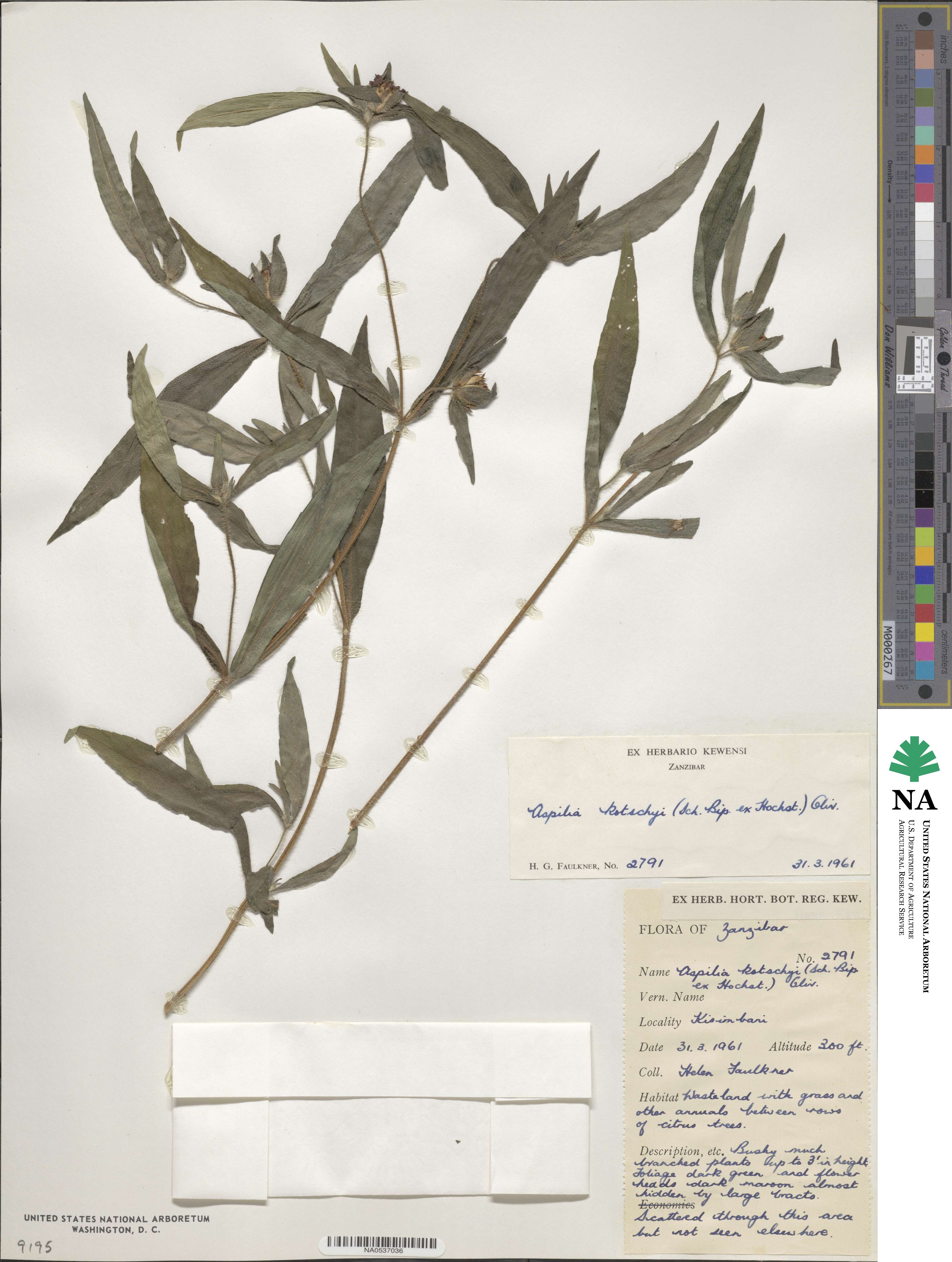 Aspilia image