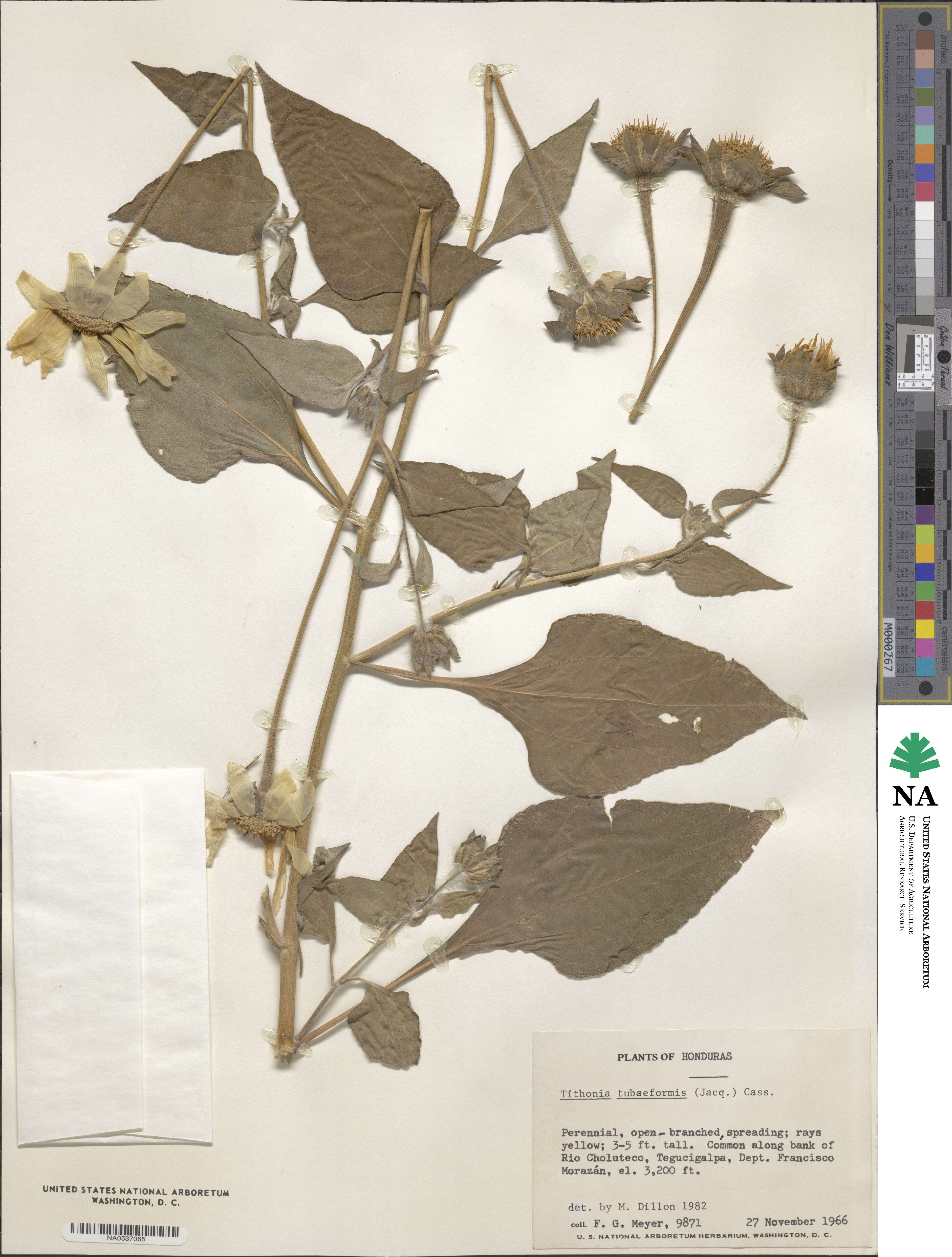 Tithonia tubaeformis image