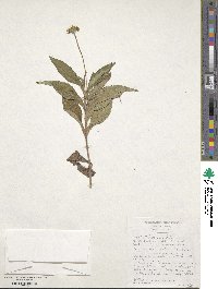 Image of Aspilia macrorrhiza