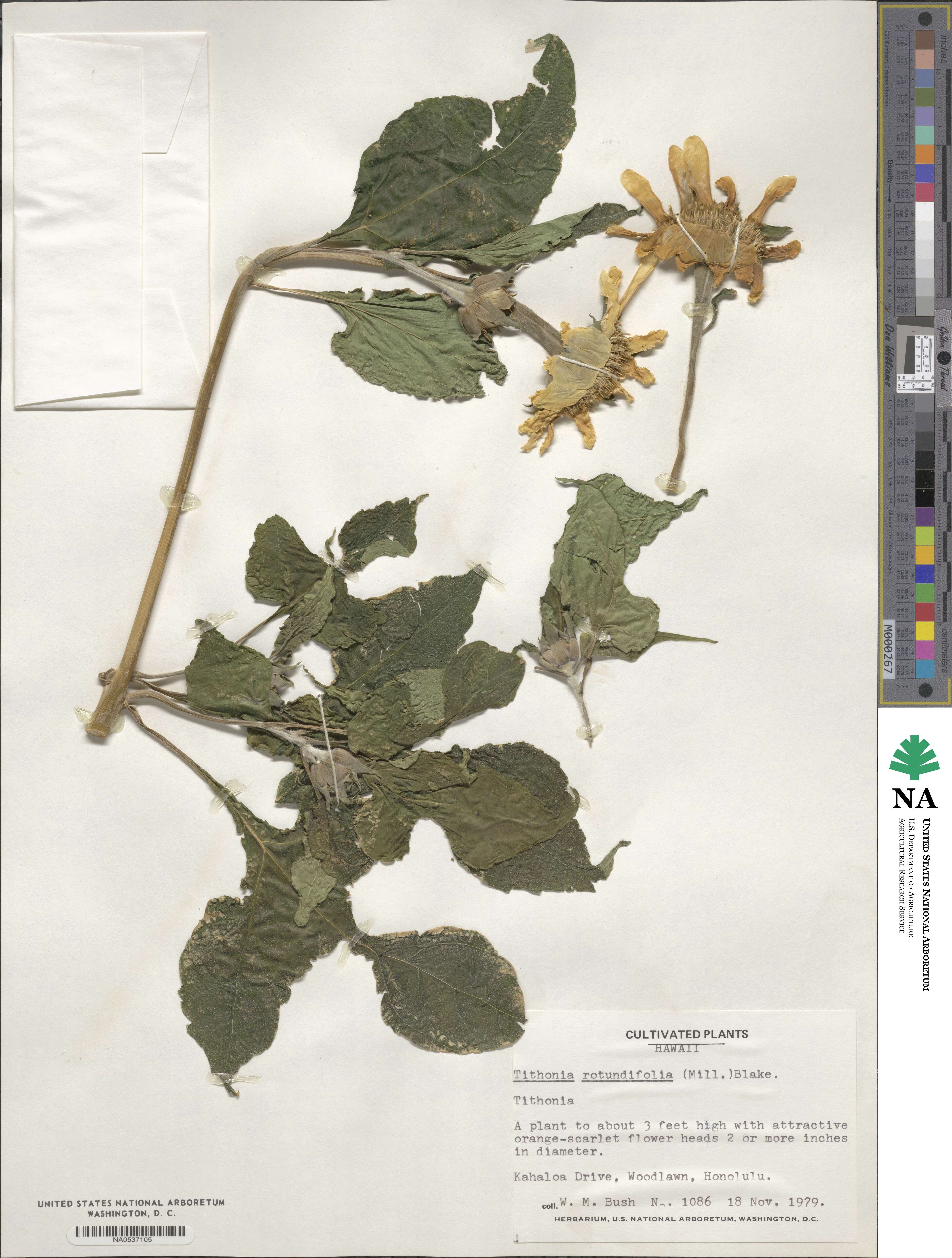Tithonia rotundifolia image