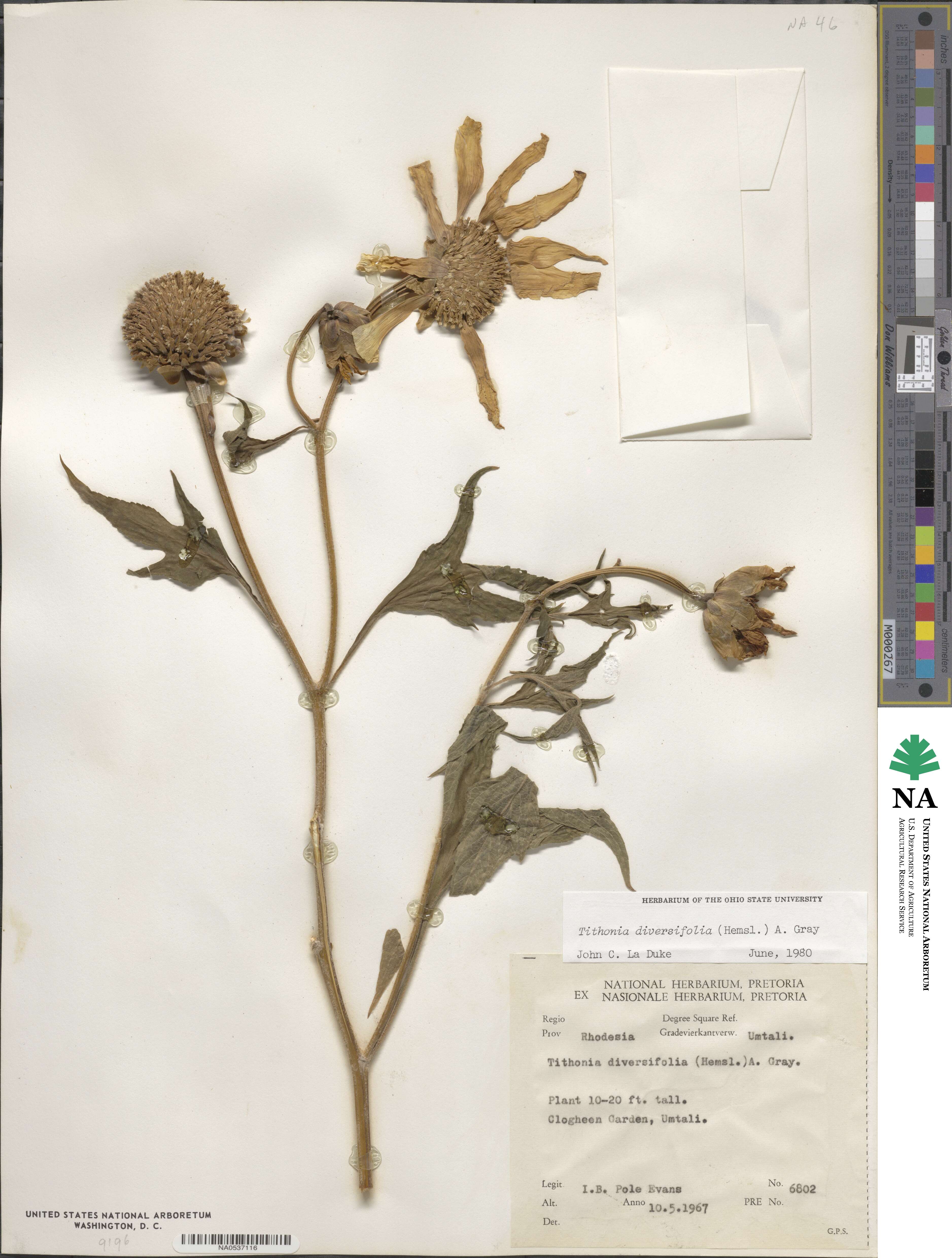 Tithonia diversifolia image